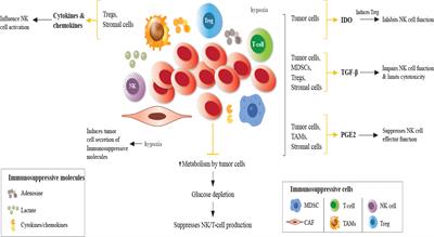 Optimizing NK Cell-Based Immunotherapy in Myeloid Leukemia: Abrogating an Immunosuppressive Microenvironment